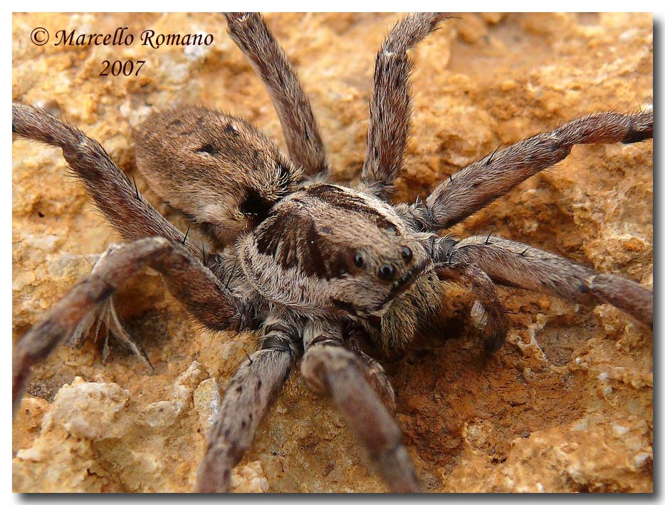 Hogna radiata dalle Madonie